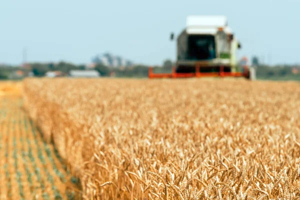 Combine harvester machine harvesting ripe wheat crops — Stock Photo, Image