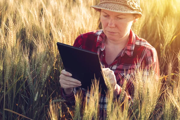 Une agriculture intelligente, utilisant des technologies modernes dans l'agriculture — Photo