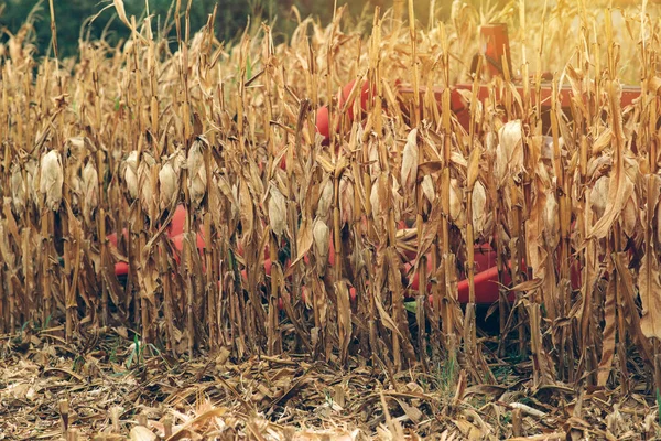 Maíz cosecha de maíz, cosechadora en el campo — Foto de Stock