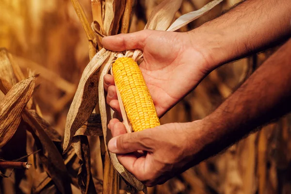 Agricultor com espiga de milho madura pronta para a colheita em campo — Fotografia de Stock