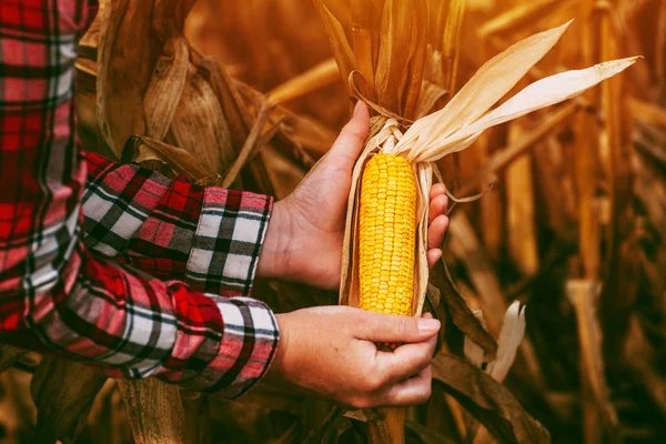 Bonde med skörden redo mogen majs majs cob i fältet — Stockfoto