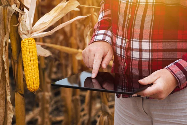 Agricultora que trabaja en tableta en campo de maíz —  Fotos de Stock