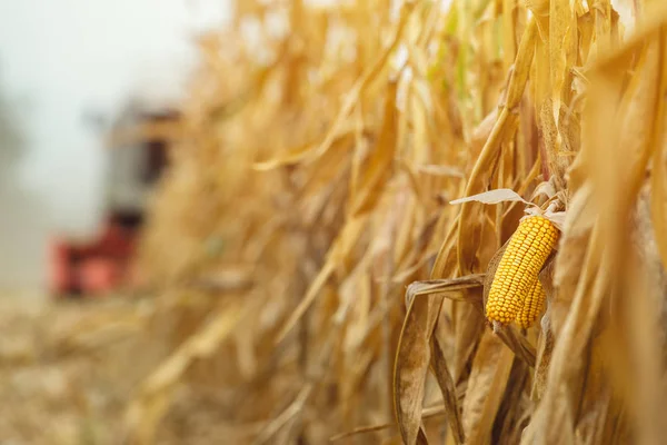 Corn maize harvest, combine harvester in field — Stock Photo, Image