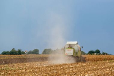 Claas hasat Mısır sahada çalışan birleştirme