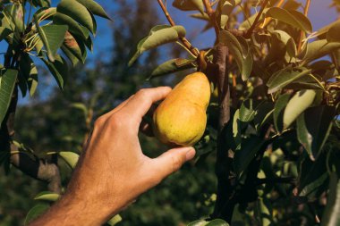Organik bahçede yetiştirilen armut meyve inceleyerek çiftçi