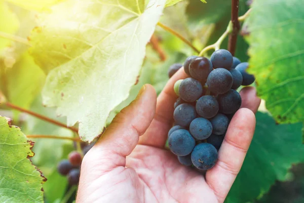 Farmář zkoumání hroznů vypěstovaných v organických grapeyard — Stock fotografie