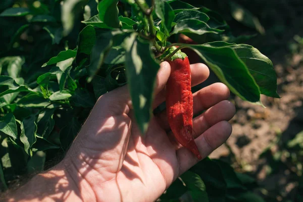 Landwirt untersucht Chilischoten aus biologischem Garten — Stockfoto