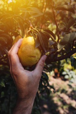 Organik bahçede yetiştirilen armut meyve inceleyerek çiftçi