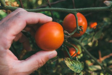 Organik bahçede yetiştirilen domates meyve inceleyerek çiftçi