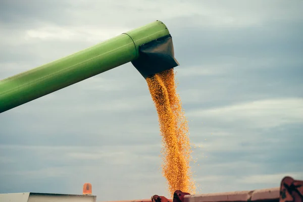 Шнековий агрегат комбайна розвантажує зібрану кукурудзу в тракторний трактор — стокове фото