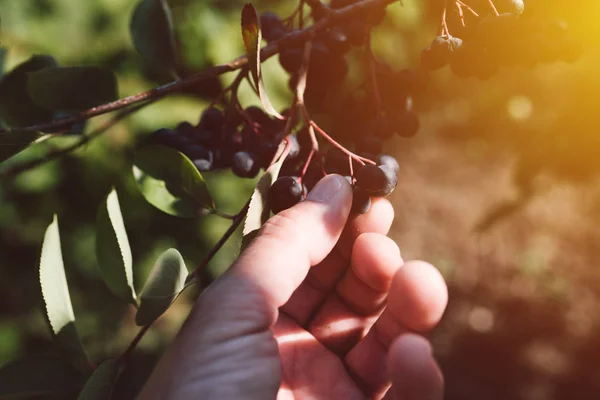 Фермер изучает фрукты аронии ягоды, выращенные в органическом саду — стоковое фото