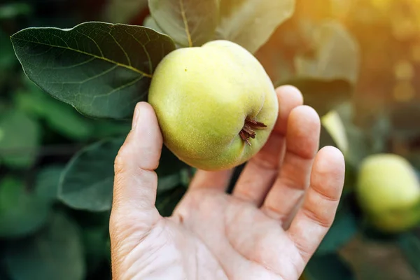 Farmer examining quince fruit grown in organic garden — Stock Photo, Image