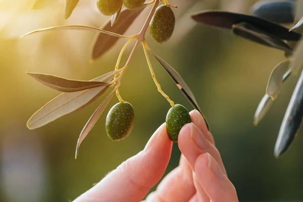 Vrouwelijke hand plukken rijpe groene olijf fruit uit boomtak — Stockfoto