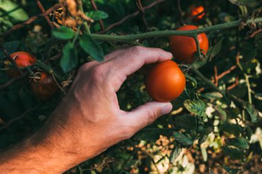Organik bahçede yetiştirilen domates meyve inceleyerek çiftçi
