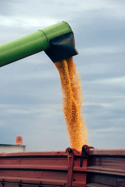 Combine harvester unloading grains — Stock Photo, Image