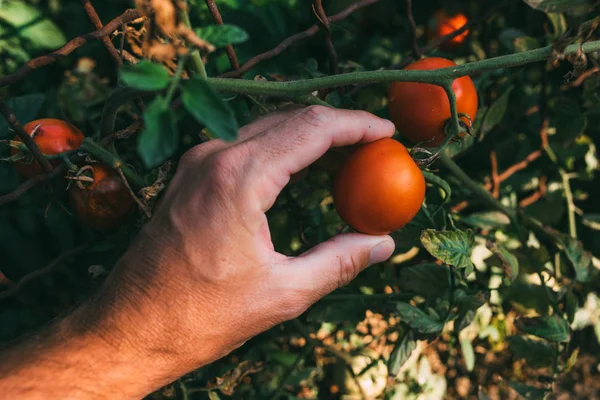 Organik bahçede yetiştirilen domates meyve inceleyerek çiftçi
