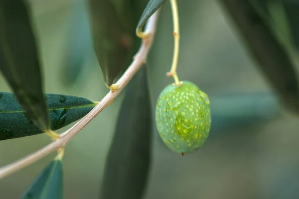Groene olijven vruchten — Stockfoto