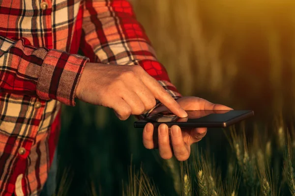 Agrónomo utilizando la aplicación móvil de teléfono inteligente para analizar el desarrollo de cultivos —  Fotos de Stock