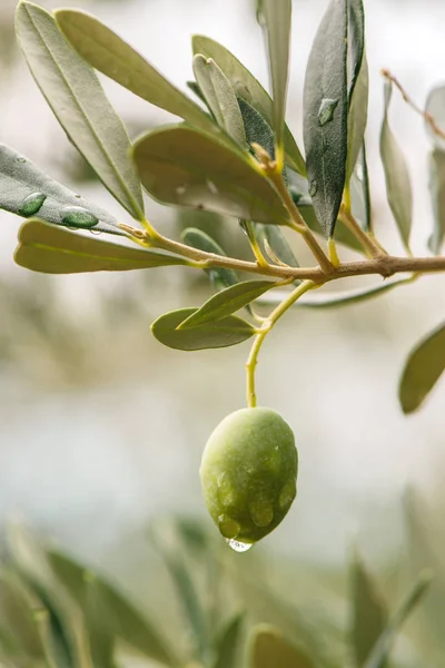 Zelené olivové ovoce — Stock fotografie