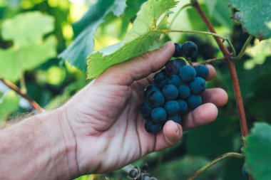 Organik grapeyard yetiştirilen üzüm inceleyerek çiftçi