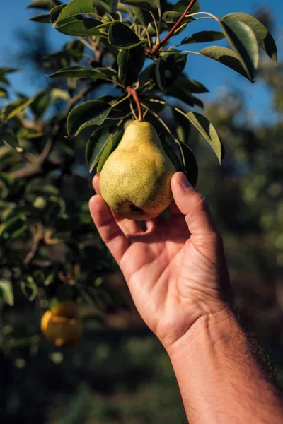 Agricultor examinando fruta de pera cultivada en jardín orgánico —  Fotos de Stock