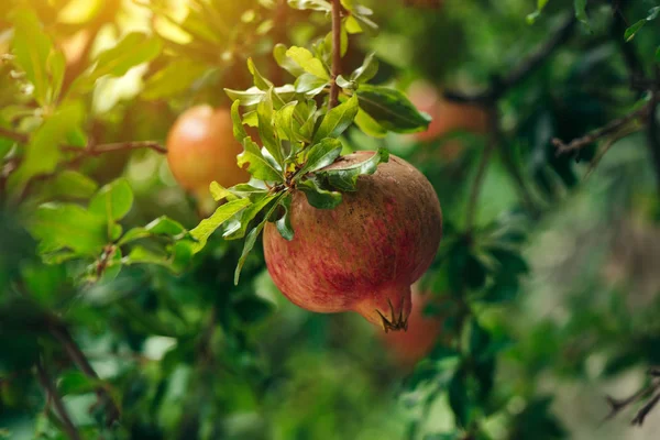 Mogen granatäpple frukt på trädgren — Stockfoto