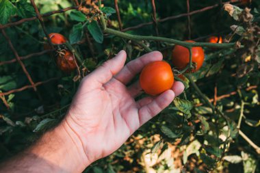Organik bahçede yetiştirilen domates meyve inceleyerek çiftçi