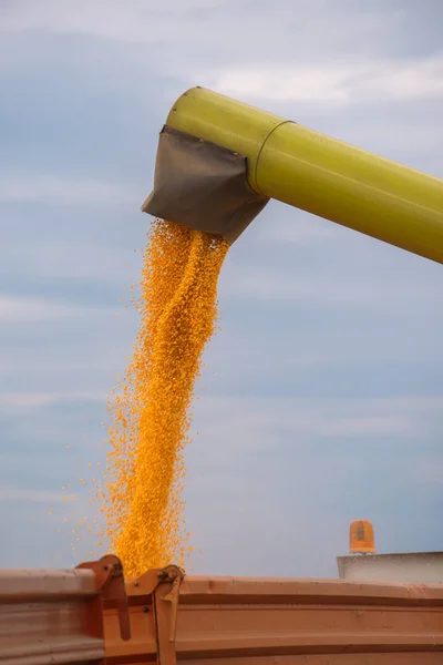 Birleştirme hasat burgu boşaltma traktör mısır hasat tr — Stok fotoğraf