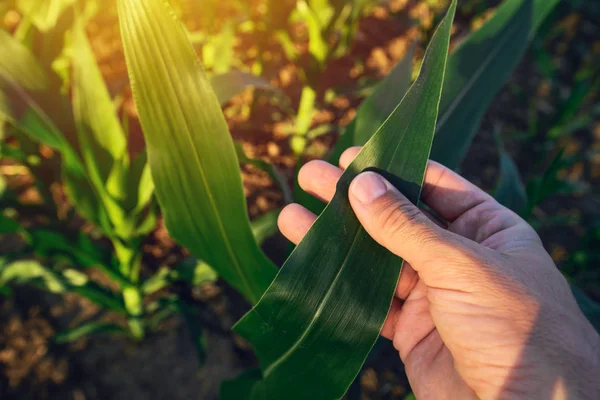 Agronomista que examina a folha de milho — Fotografia de Stock