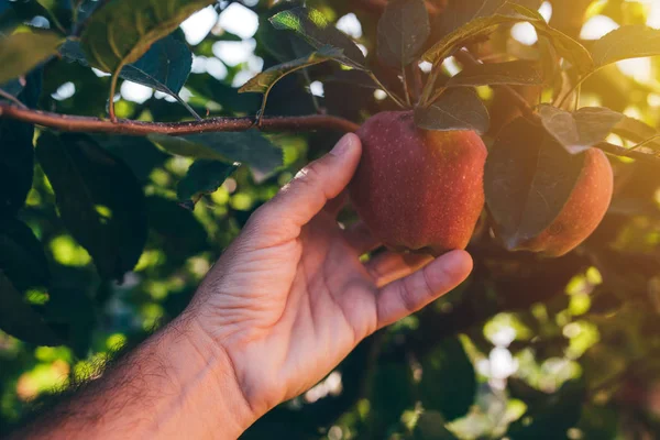 Mezőgazdasági termelő vizsgálja az apple gyümölcsöket is termesztenek ökológiai kert — Stock Fotó