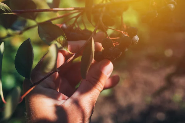 Farmář zkoumání Aronie bobulové ovoce pěstované v bio zahradě — Stock fotografie