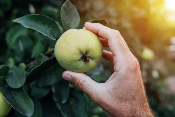 Contadino che esamina i frutti di mela cotogna coltivati in orto biologico — Foto Stock