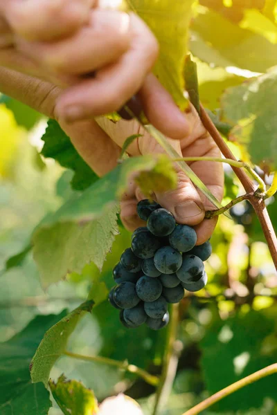 Kobiece viticulturist zbioru winogron winogrono podwórku — Zdjęcie stockowe