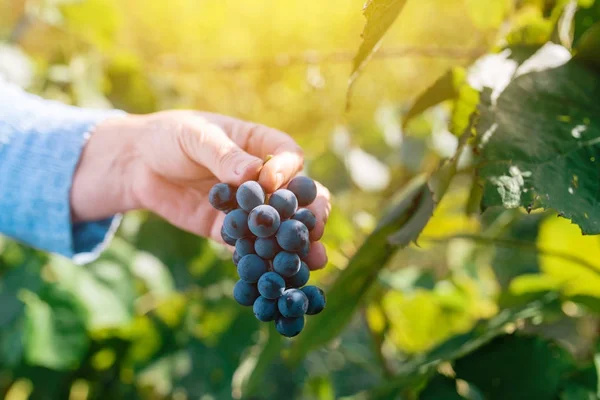 Ženské Vinolog sklizeň hroznů hroznů dvoře — Stock fotografie