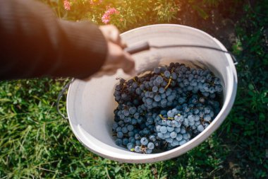Erkek viticulturist üzüm üzüm bahçesinde hasat