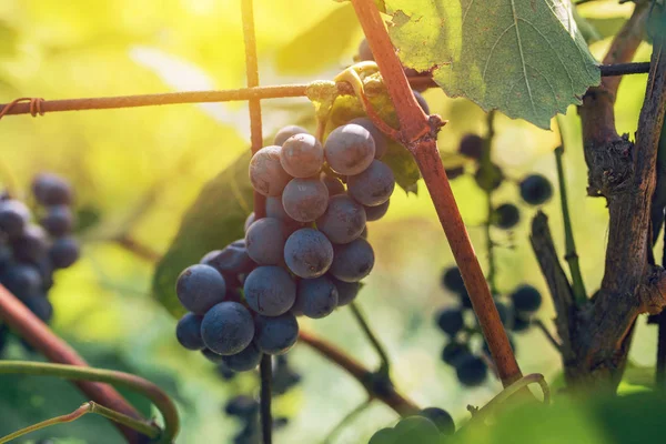 Grapes in grapevine yard — Stock Photo, Image