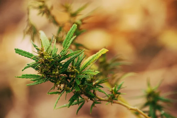 Растение марихуаны — стоковое фото