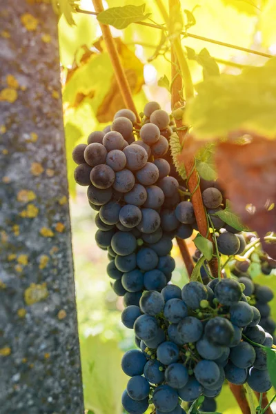 Uvas em vinha — Fotografia de Stock