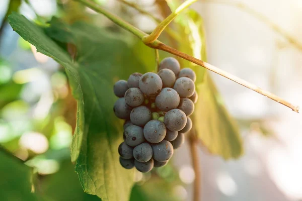 Uvas em vinha — Fotografia de Stock