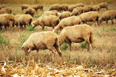 Sheep herd grazing on wheat stubble field clipart