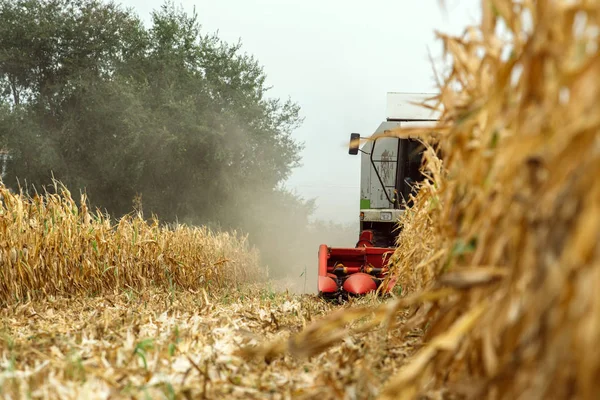 Raccolta del mais, mietitrebbia in campo — Foto Stock