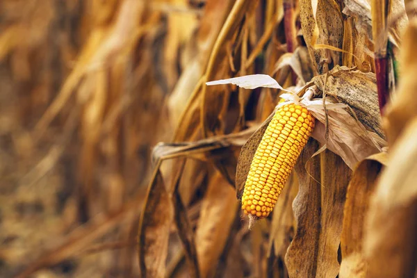 Rijp geel oor van maïs op de kolf — Stockfoto