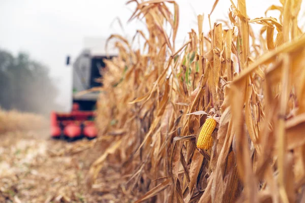 Cosechando maíz. Cosechadora combinada que trabaja en plantat — Foto de Stock