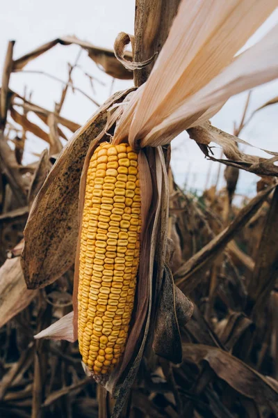 Ripe yellow ear of corn on the cob