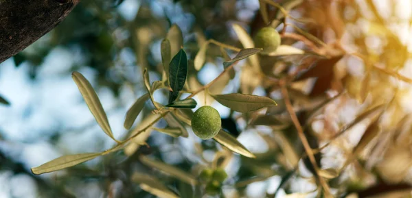 Спелые оливковые плоды на дереве — стоковое фото