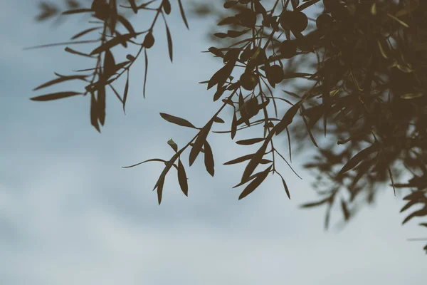 Frutto di oliva maturo su albero — Foto Stock