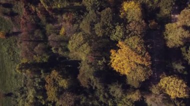 Sonbahar park ağaç havadan görünümü