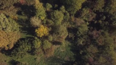 Sonbahar park ağaç havadan görünümü
