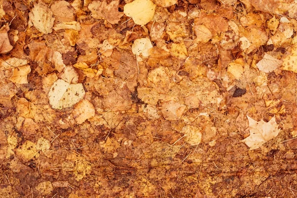 stock image Autumn leaves on the ground, top view