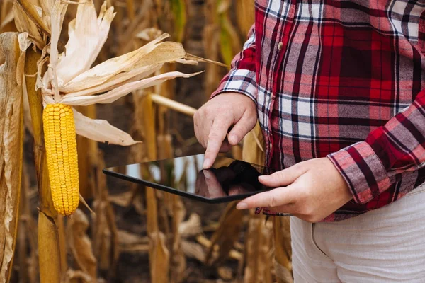 农学在玉米田收割过程中使用平板电脑 — 图库照片